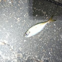 サイズアップ目指して