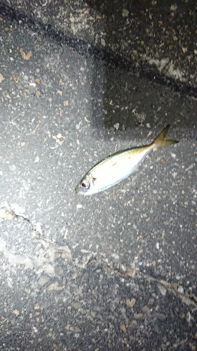 サイズアップ目指して