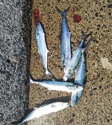 満潮時 一時間半で