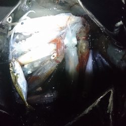 今年初のケンサキ