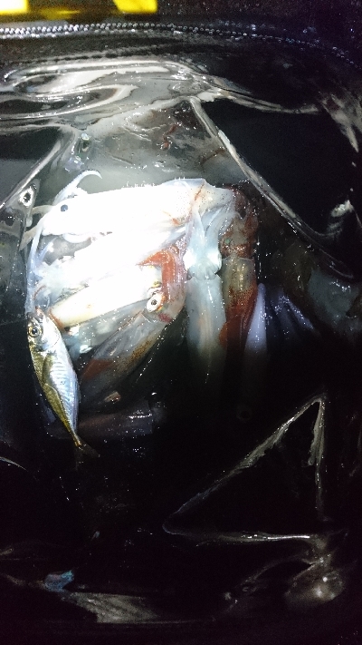 今年初のケンサキ