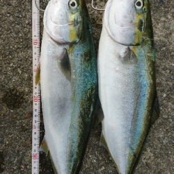 今年初のハマチ