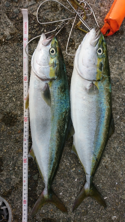 今年初のハマチ