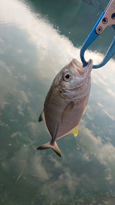 メッキ好調です！