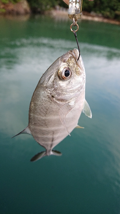 三重の海メッキ絶好調！
