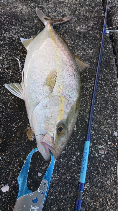 メッキ用タックルに良型シオ！