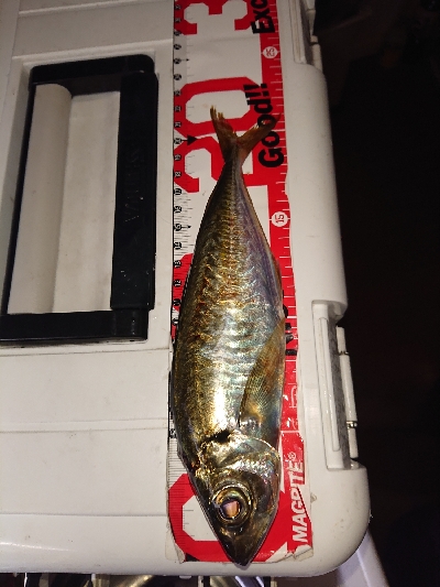 アジングしてきました