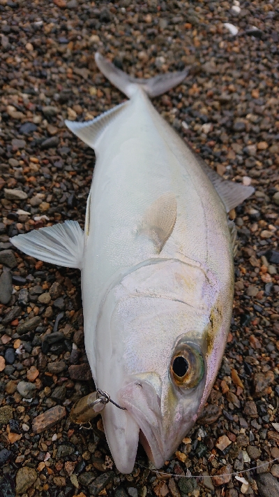 またまたシオが出た‼…