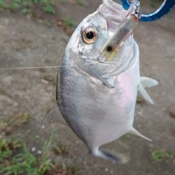 メッキトップで絶好調!