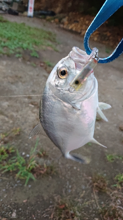 メッキトップで絶好調！