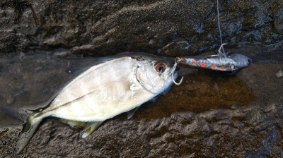 シオもメッキも好調？？？