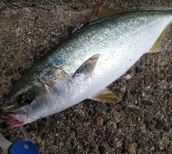 大潮なので期待しましたが…