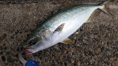 大潮なので期待しましたが…