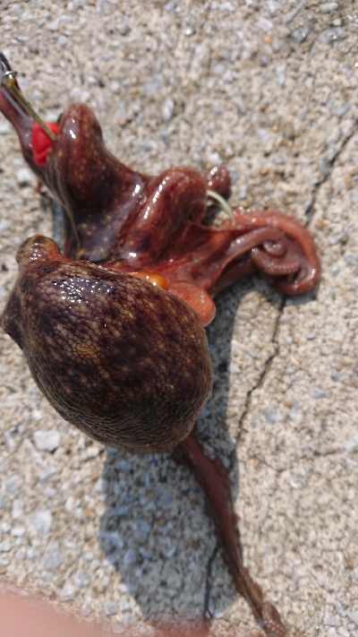 次男とオクトパッシング