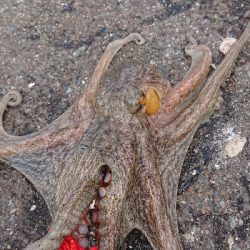 オクトパッシング!!