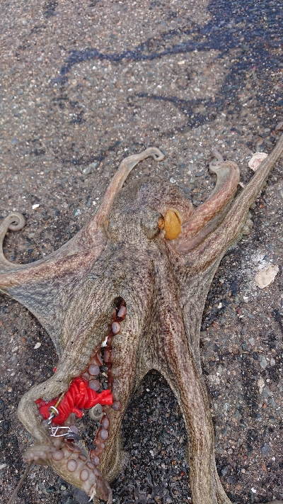 オクトパッシング！！