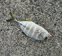 大阪から２日続けての参戦>゜)))彡