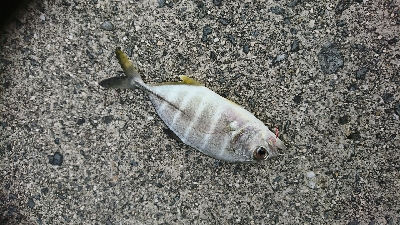 大阪から２日続けての参戦>゜)))彡