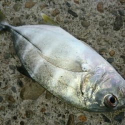 メッキ二匹&アオリイカ9匹釣果