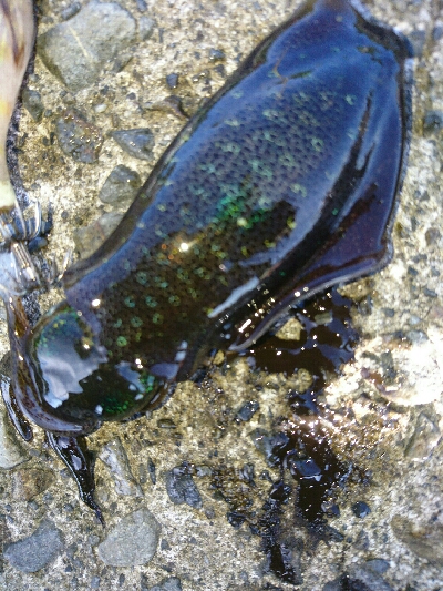 ショアジギング&アオリイカ調査