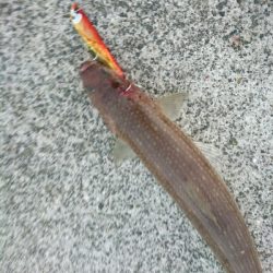 仕事帰りの夕マズメルアーフィッシング