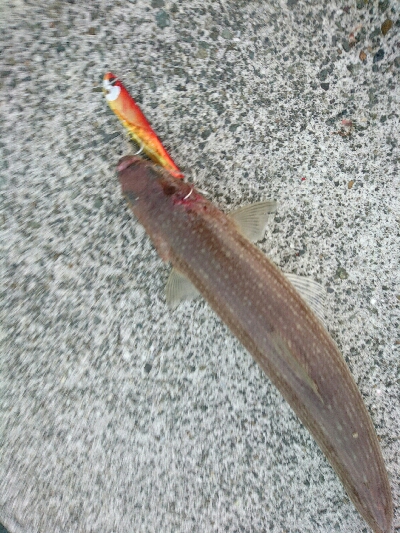 仕事帰りの夕マズメルアーフィッシング