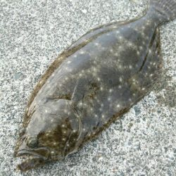 フラット調査!一投目にヒラメヒット!!