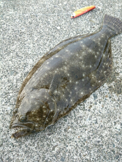 フラット調査！一投目にヒラメヒット！！