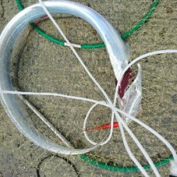 フラット狙いで、マゴチとタチウオゲット!!