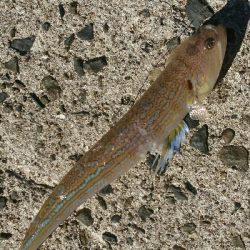 フラット狙いで、有明ターポンとエソ釣果