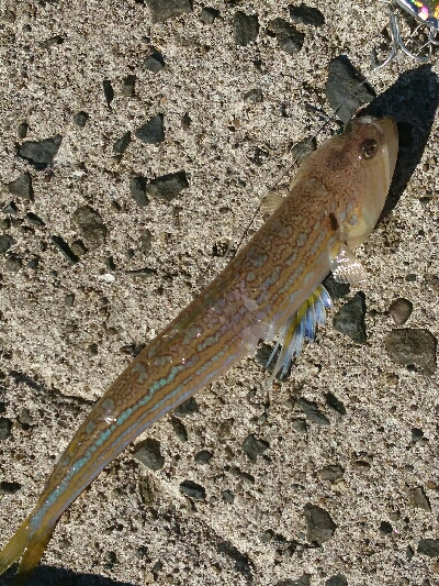 フラット狙いで、有明ターポンとエソ釣果