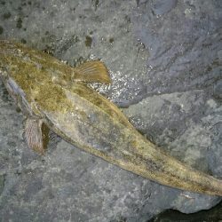 フラットフィッシュ祭り!ハタもきました。