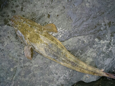 フラットフィッシュ祭り！ハタもきました。