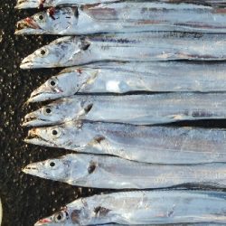 タチウオテンヤ