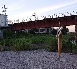 いろいろ釣り歩いたが