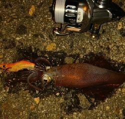 久々のアジング