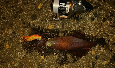 久々のアジング