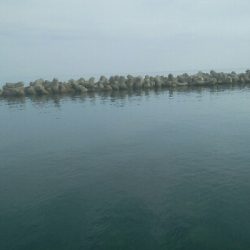 キジハタ2匹、小アジ 小カマス