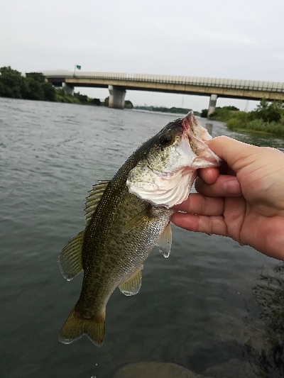 朝一のちょい釣り‼️