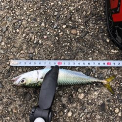 アジング朝練！