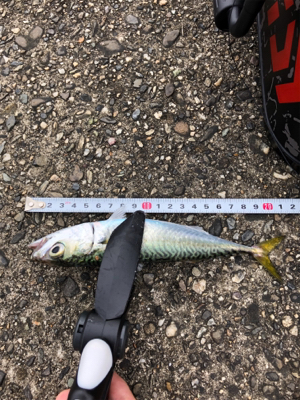 アジング朝練！