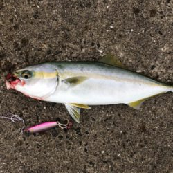 ショアジギング