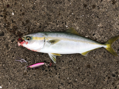 ショアジギング