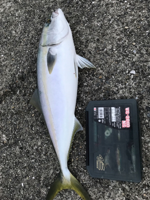 ツバス、ハマチ、爆！！！！