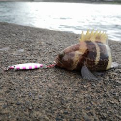 エギングに来たのですが、、、