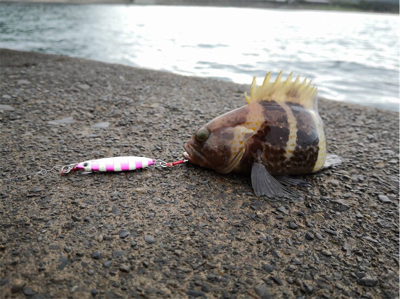 エギングに来たのですが、、、