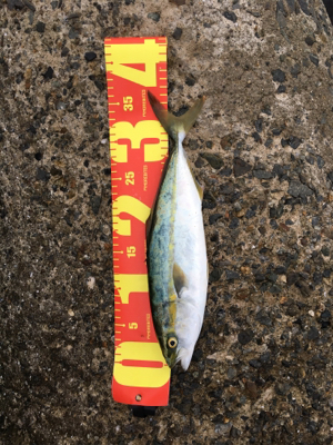 爆釣の噂を聞きつけて