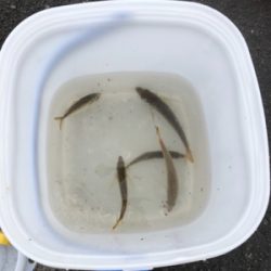 ボラしかいないと思ったけど……