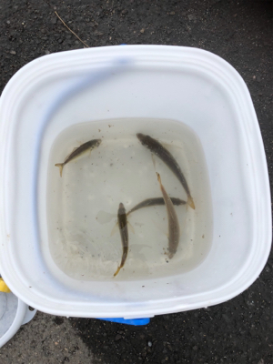 ボラしかいないと思ったけど……