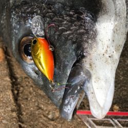 ハゼクラ？チニング？